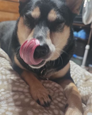 Cute Shiba/Heeler named Olive