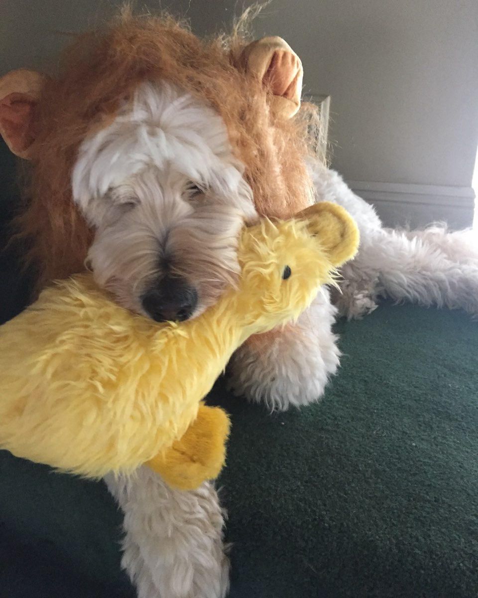 Cute Goldendoodle named Bria