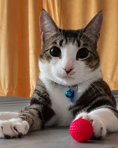 Cute Piebald Shorthair named Kima