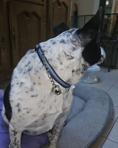 Cute Queensland Heeler/black lab named Spring