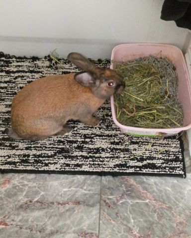 Cute Bunny named Dravina