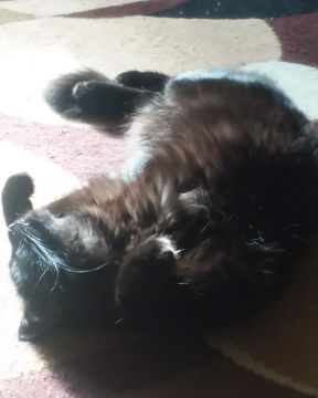 Cute Unsure named Sylvester