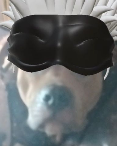 Cute xl bully and American pit named kujo