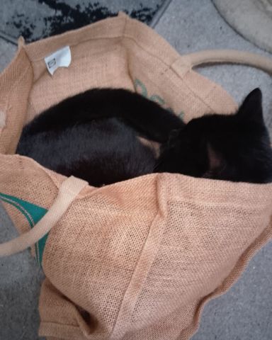 Cute cat named Ventress