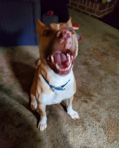 Cute Basenji/Pit Mix named Gizmo