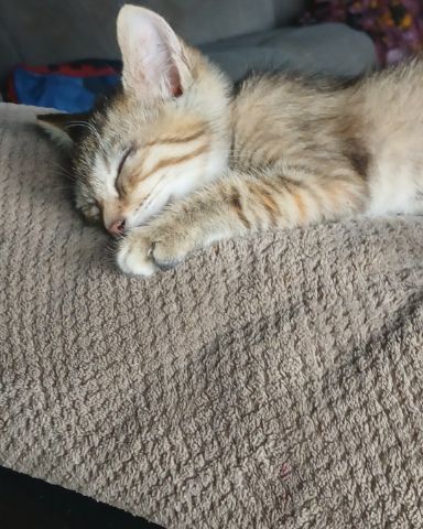 Cute tabby named willow