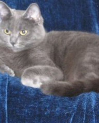 Cute Grey shorthair named In memory of Athena