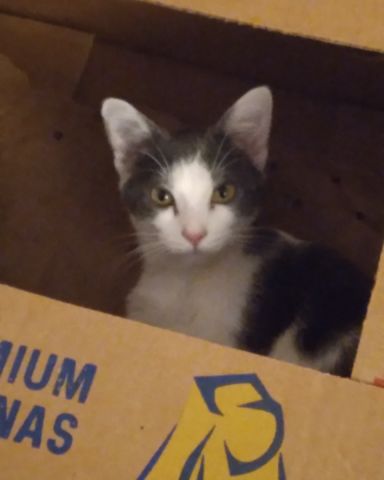 Cute American Shorthair named Cloudfur