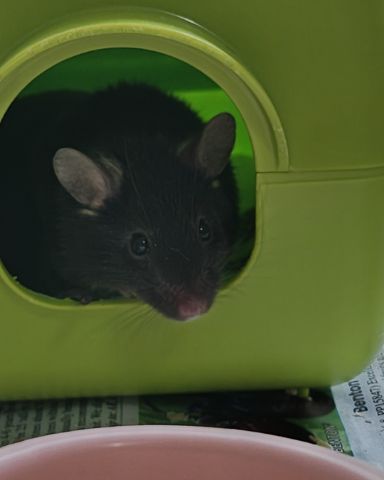 Cute Mouse named Prof. RatRat
