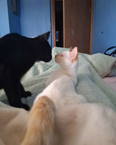 Cute flame point domestic short hair named Marshall