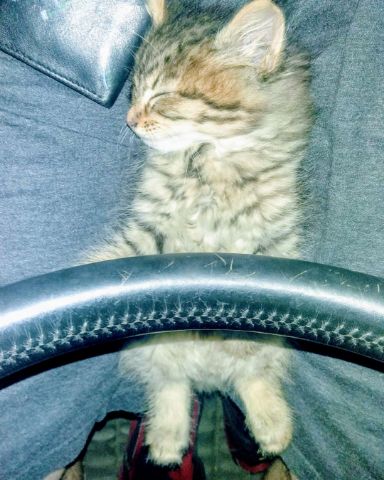 Cute MaineCoon Mix, Tabby named Booey; Baby Boy; Ka-Booey; Boo-Titters