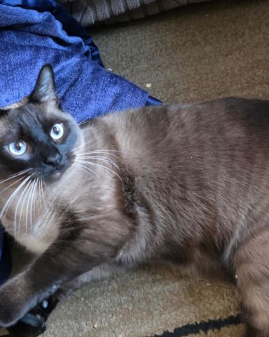 Cute Siamese named stub tail Stella🙃😎 (twin of Luna)
