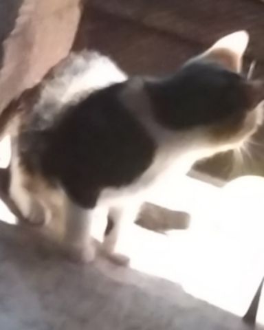 Cute street  cat named Lori says hi 👋