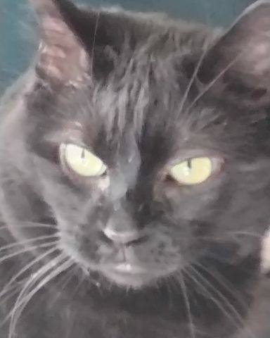 Cute black named Mama
