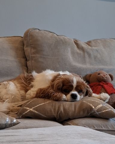 Cute Cavalier King Charles Spaniel named Arya