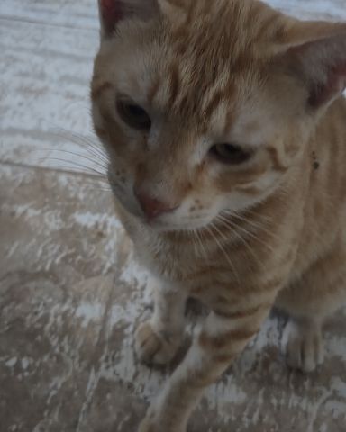 Cute Orange cat named Precious