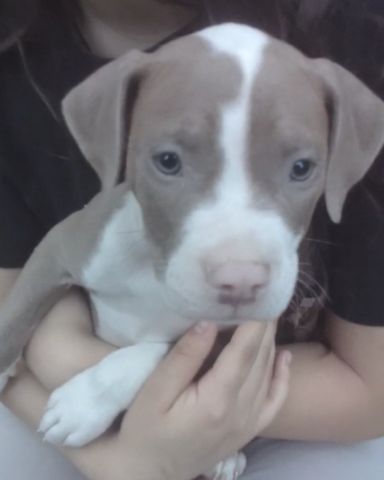 Cute unknown named knocks