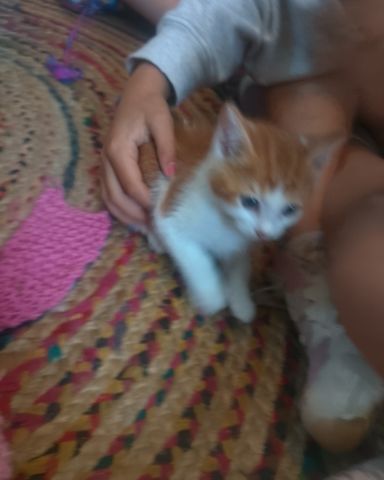 Cute American Shorthair (I think) named Calsifer
