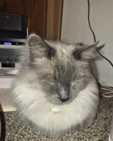 Cute Siamese Mix named Michi