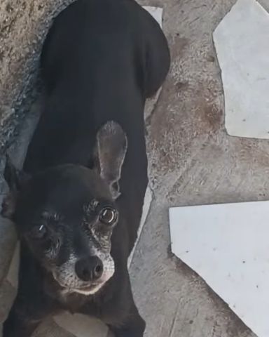Cute Chihuahua named Balu