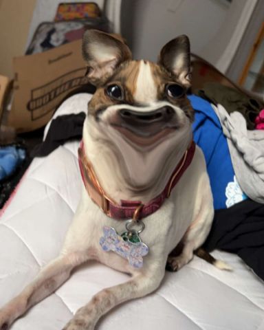 Cute dog named moo moo