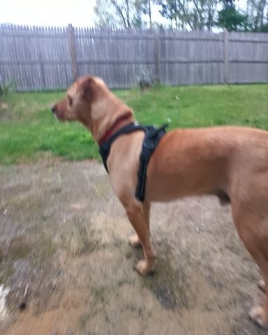 Cute Mutt named Manny