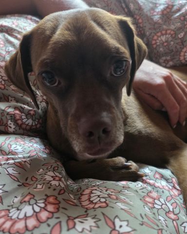 Cute Terrier Mix named Wonka