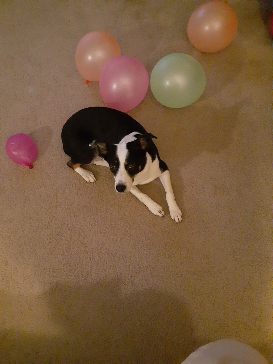 Cute Aussie/ Blue Heeler named Midi
