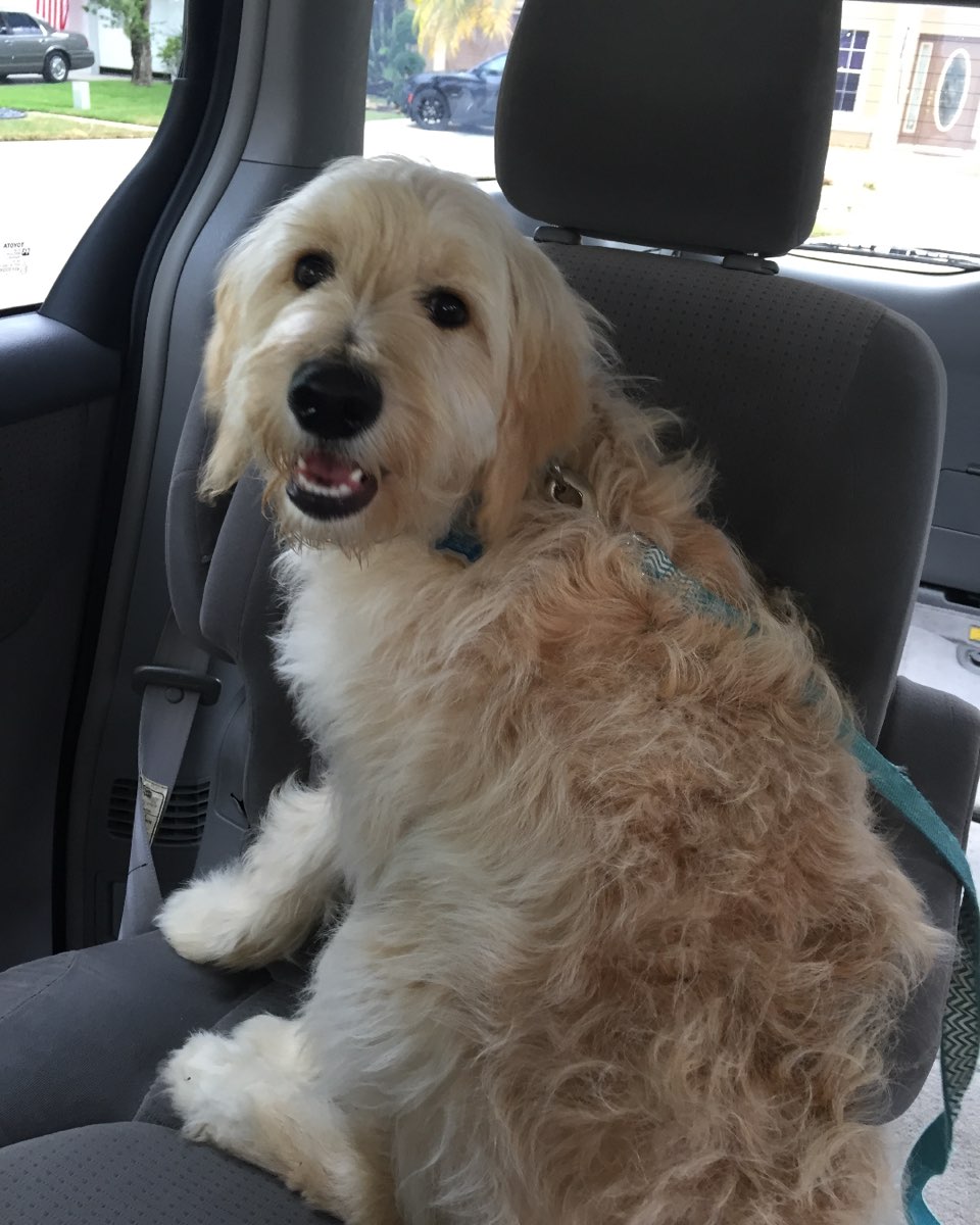 Cute dog named Bria