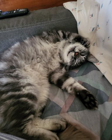 Cute cat named Yeti Freddie