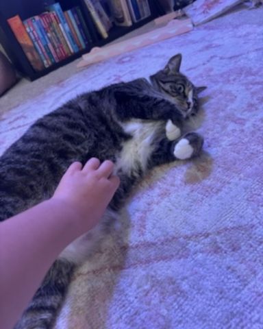 Cute American Shorthair named Ghostie (a.k.a. Jude)