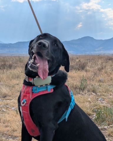 Cute Lab named Bo