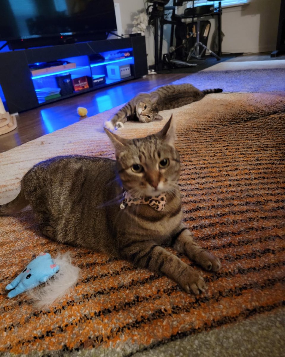 Cute cat named Luna