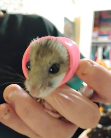 Cute cambell dwarf hamster named sam