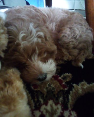 Cute dog named Bruno