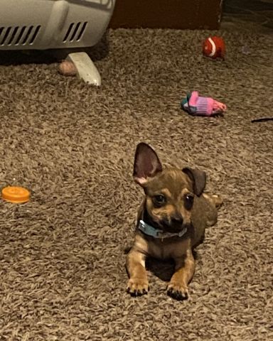Cute female Chihuahua named joy