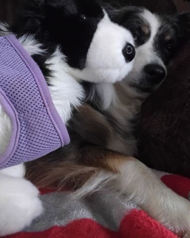 Cute Australian shepherd named Dixie