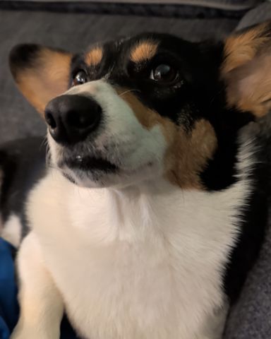 Cute Paran Brook Corgi named hazel