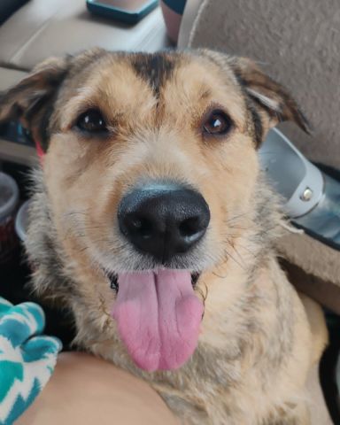 Cute mutt named teddy bear