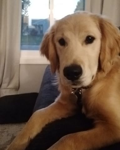 Cute dog named thatdogbeso