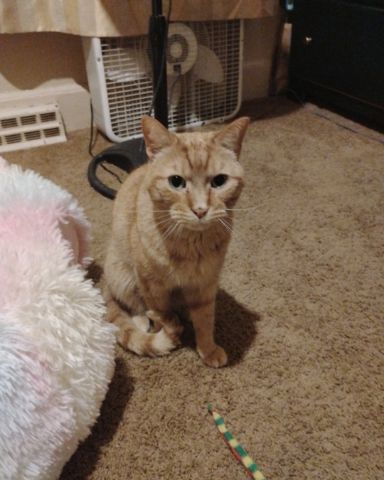 Cute tabby named Tiger