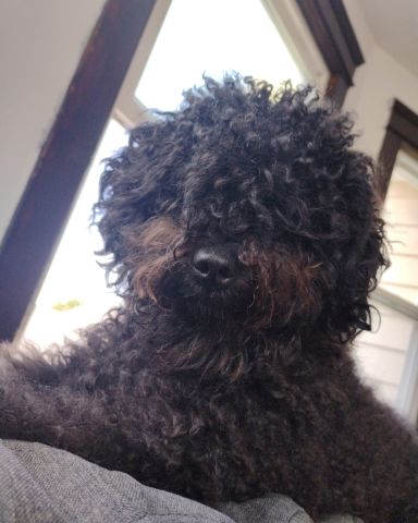 Cute black poodle named Brownie