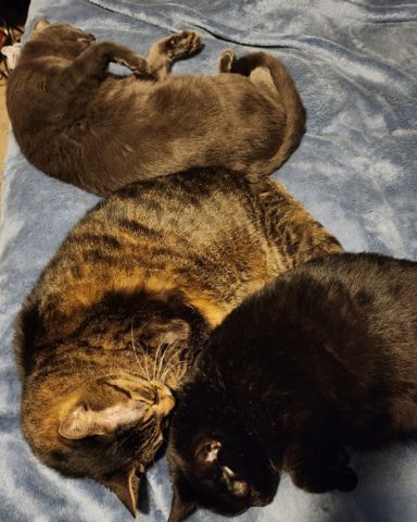Cute cat named Happy, Rick, and Unity together