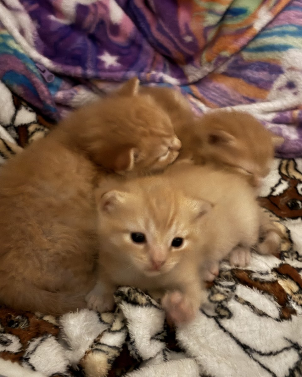 Cute cat named Roxy,nacho,noodle,sunny