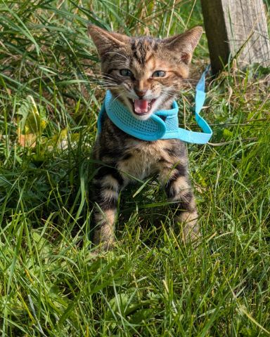 Cute Bengal tabby named bk