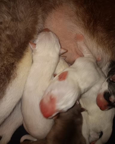 Cute Siberian Husky and German Shepard mix named Puppies