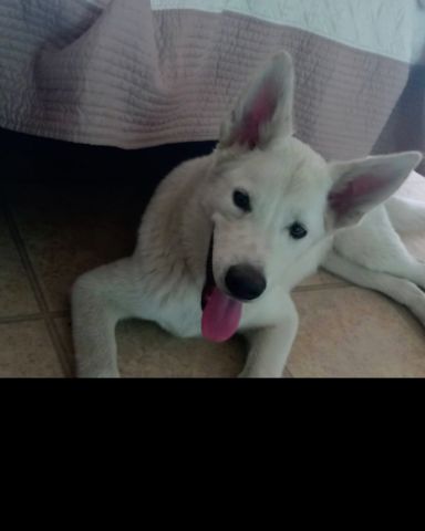 Cute White Husky and German shepherd mix named Chopper