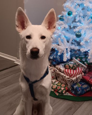 Cute German Shepard and Siberian Husky mix named Elton John