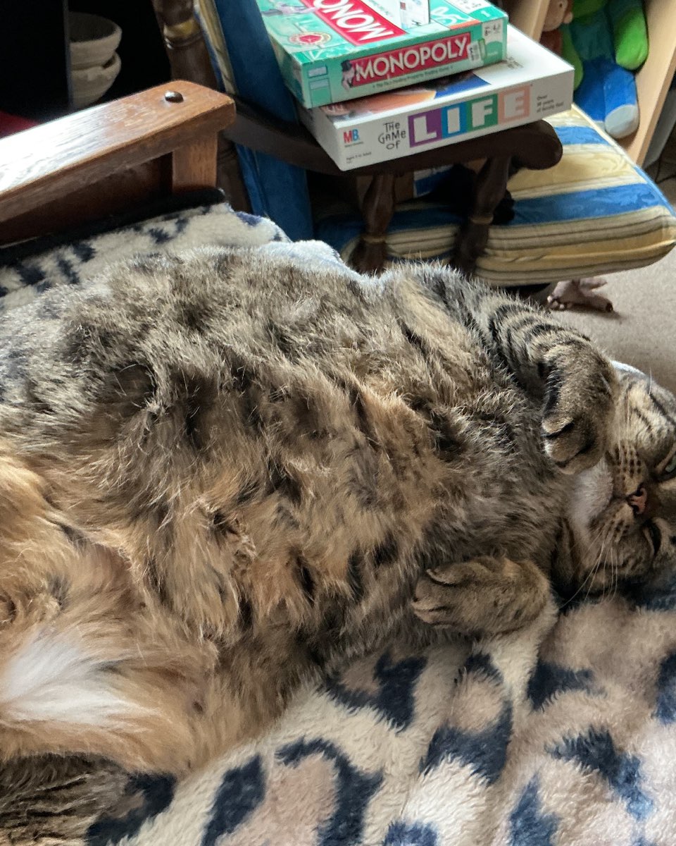 Cute cat named ReyRey