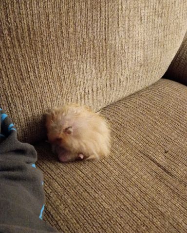 Cute dog named Alex